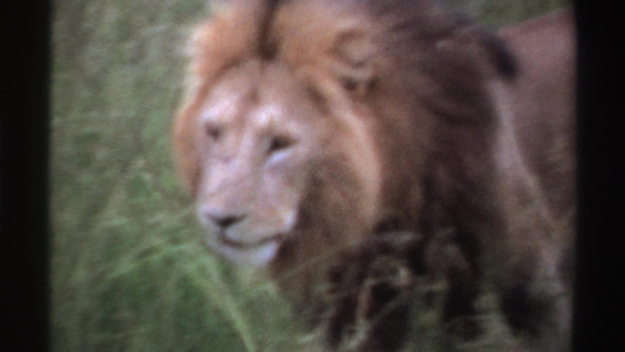 Male lion with a full mane stands partly turned toward the camera in tall grass, from Nigeria 1969 home-movie footage.
