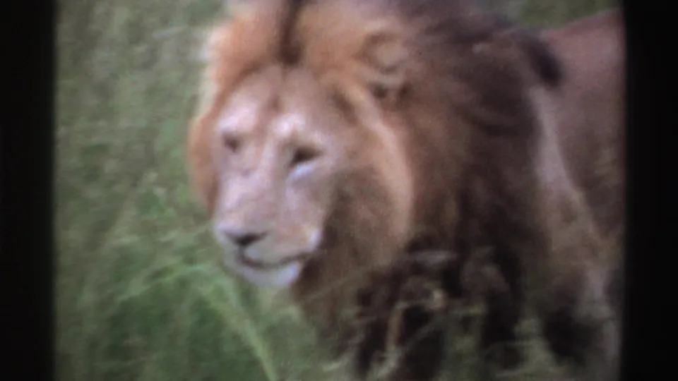 Male lion with a full mane stands partly turned toward the camera in tall grass, from Nigeria 1969 home-movie footage.