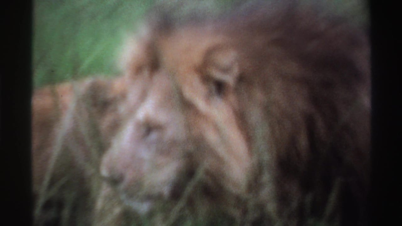 Close soft-focus 8mm view of a maned lion partly obscured by grass in the 1969 Nigeria clip.