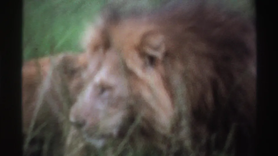 Close soft-focus 8mm view of a maned lion partly obscured by grass in the 1969 Nigeria clip.