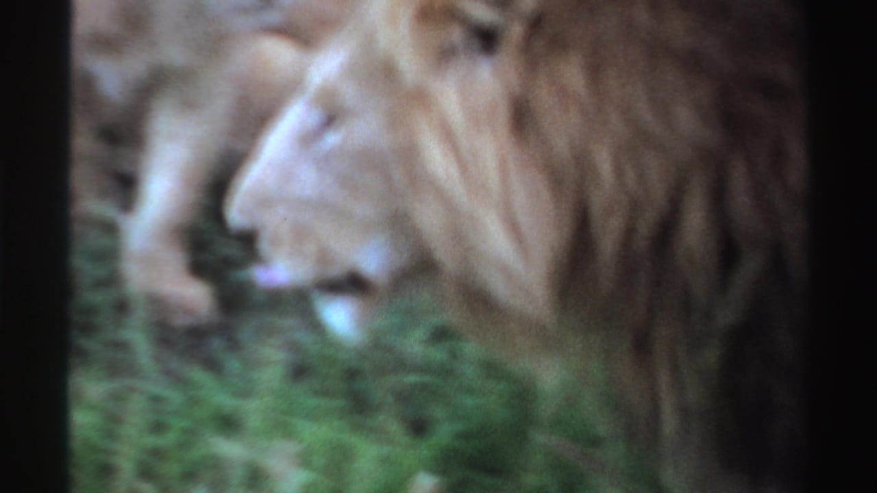 Right-facing profile of a maned lion in tall grass, shown in faded 8mm color from Nigeria, 1969.
