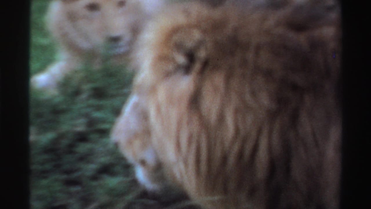 1969 Nigeria 8mm frame showing a male lion in profile beside green vegetation, with soft focus and dark film edges.