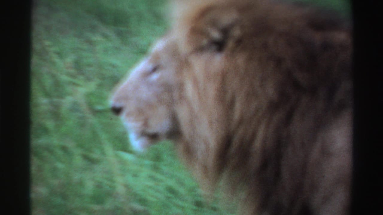 1969 Nigeria 8mm frame of a male lion looking forward in profile, surrounded by green vegetation.