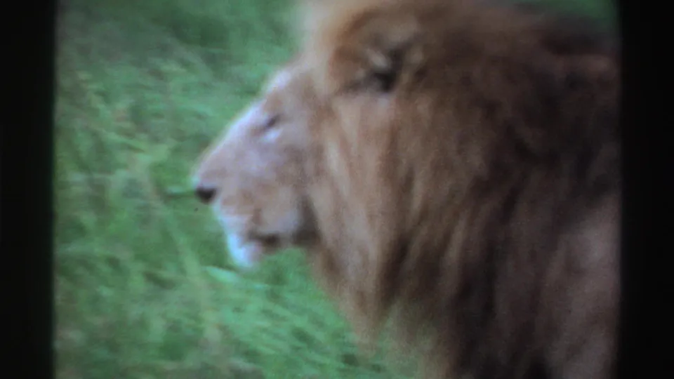 1969 Nigeria 8mm frame of a male lion looking forward in profile, surrounded by green vegetation.