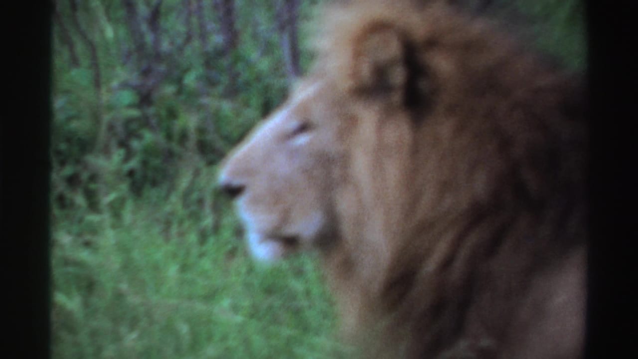 1969 Nigeria archival frame showing a close, soft-focused side view of a maned lion in a wooded green setting.