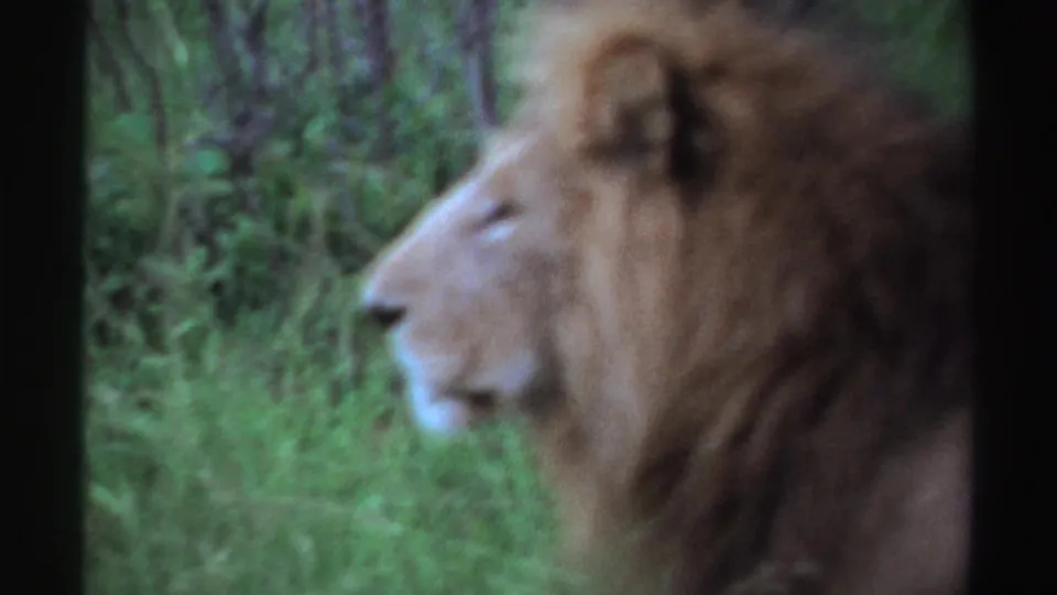 1969 Nigeria archival frame showing a close, soft-focused side view of a maned lion in a wooded green setting.
