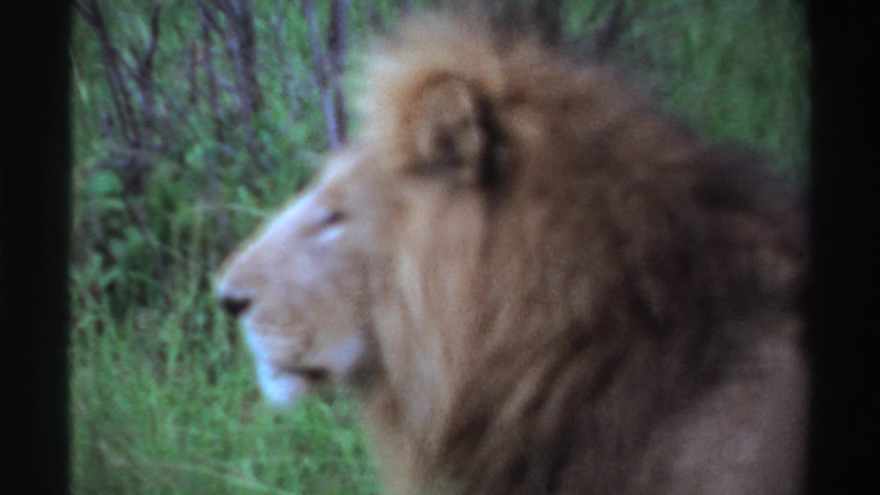 1969 Nigeria 8mm frame of a male lion moving through tall grass with thin trees in the background.