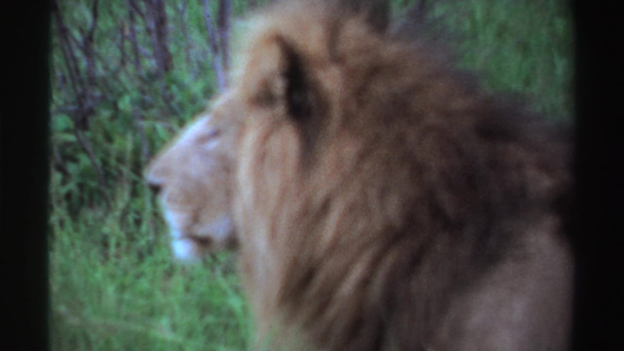 Lioness in side profile among green forest vegetation.