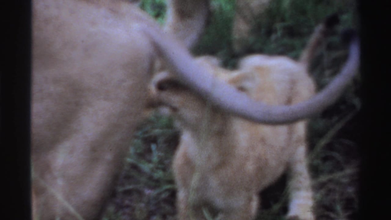 Lioness body and tail with a cub partly visible behind her.