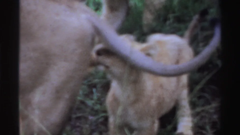 1969 Nigeria 8mm frame with the lioness turned away, tail raised, and a cub partly visible in forest cover.