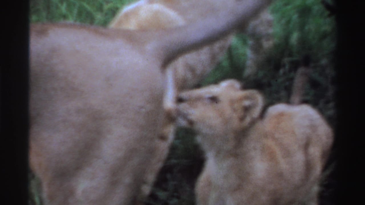 1969 Nigeria 8mm frame showing a cub nuzzling or nursing beneath a lioness while another cub stands nearby.