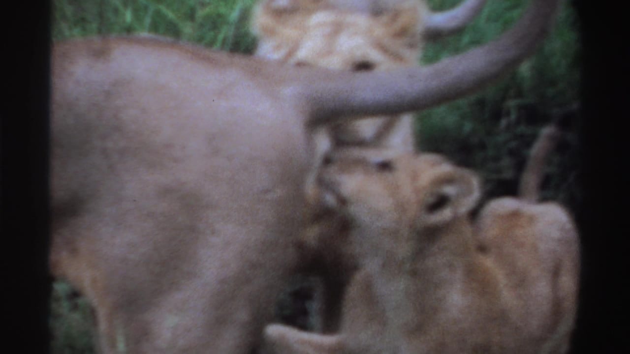 1969 Nigeria 8mm frame of a lion cub nuzzling or nursing under the lioness, with another cub behind in forest growth.
