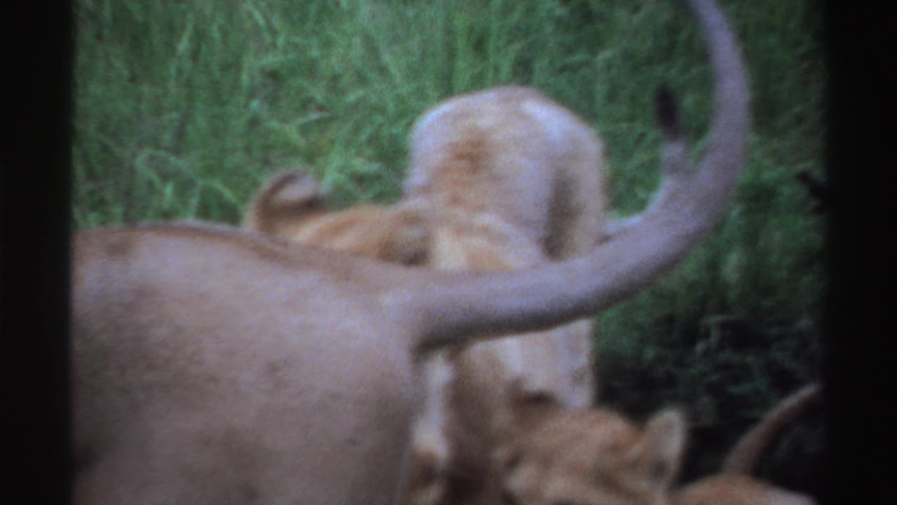 Lioness and cub partly obscured in green grass, with the adult's tail crossing the frame.