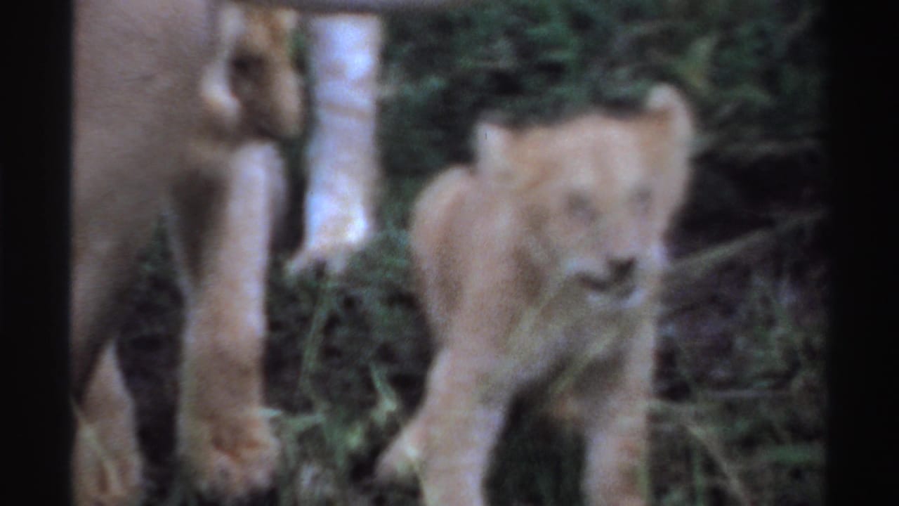 1969 Nigeria 8mm frame with a young lion cub facing the camera area as an adult lioness stands partly visible in the bush behind it.