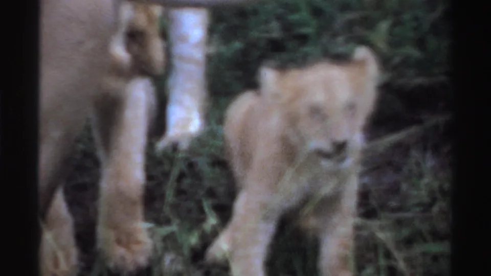 1969 Nigeria 8mm frame with a young lion cub facing the camera area as an adult lioness stands partly visible in the bush behind it.