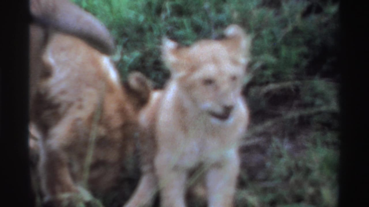 1969 Nigeria 8mm frame showing a cub beside the partially framed lioness, with dense grass and bush surrounding them.