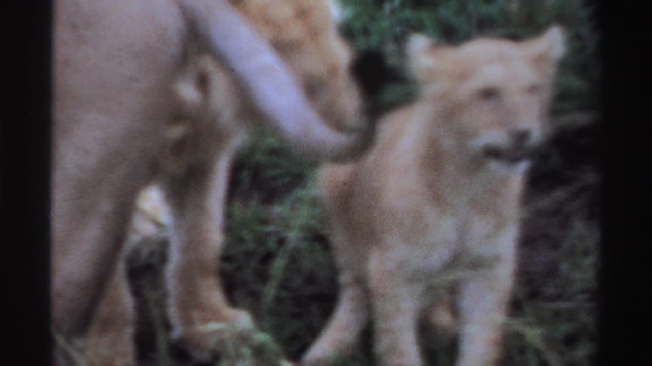 1969 Nigeria 8mm frame showing the cub moving beside the lioness, with the adult partly cropped and dense bush in the background.