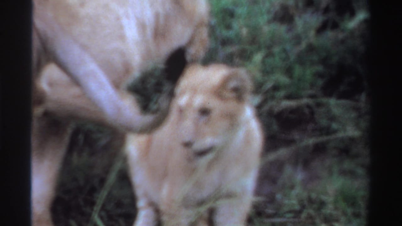 1969 Nigeria 8mm frame showing a lion cub in green grass near an adult lion, with soft focus and vintage color grain.