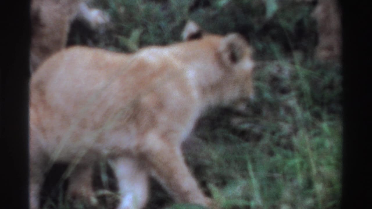 1969 Nigeria 8mm frame of a young lion moving through green grass while an adult lion is partly visible in the background.