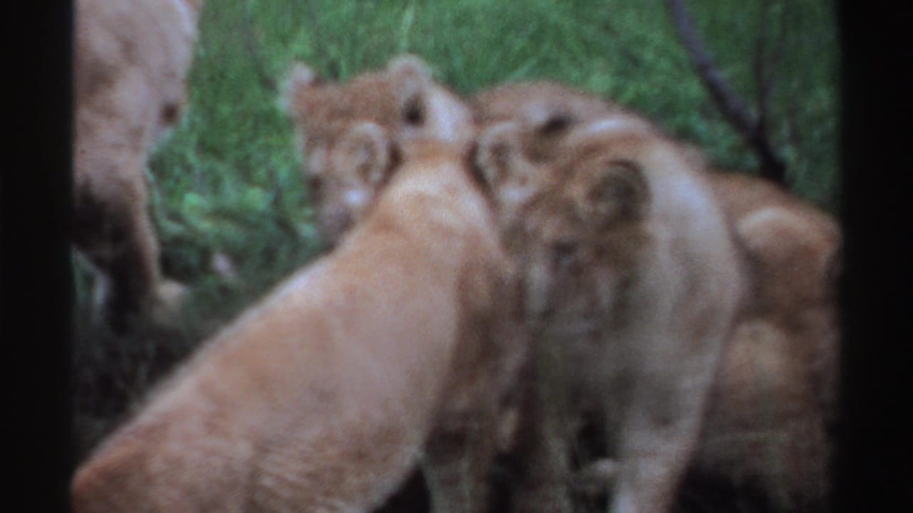 1969 Nigeria 8mm frame showing several lion cubs gathered near an adult lion in green grass and foliage.