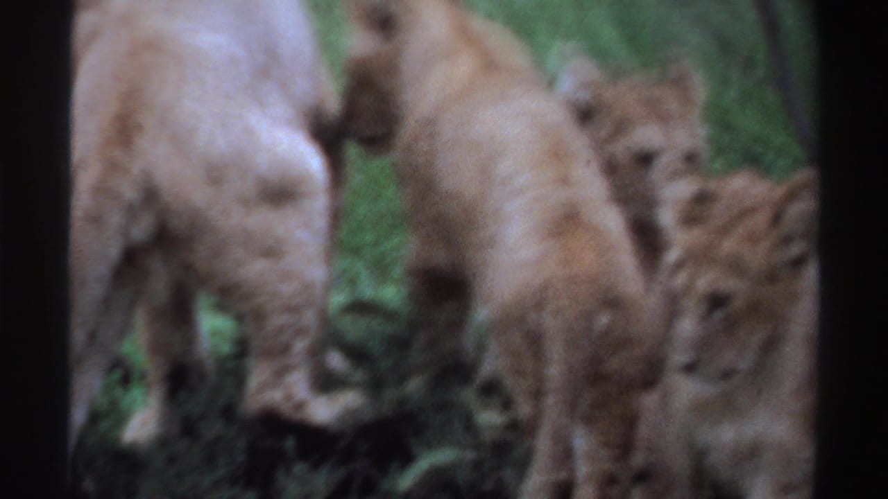 1969 Nigeria 8mm frame of lion cubs standing near an adult lion's hind legs in a green field, with vintage home-movie texture.