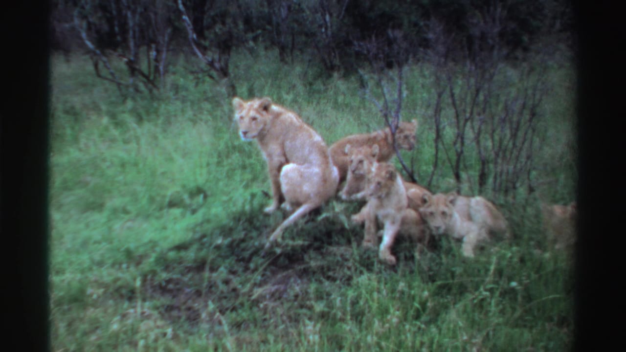 Lioness sits on a grassy mound with cubs gathered close beside her.