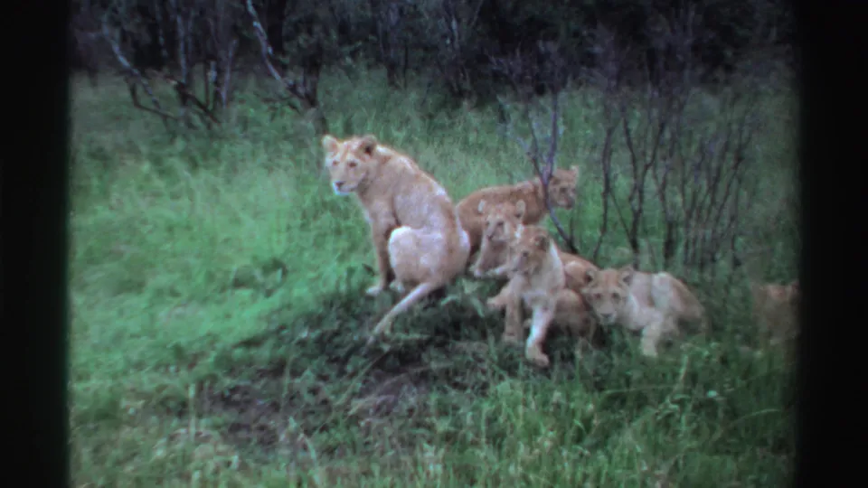 In Nigeria 1969 8mm footage, a lioness sits alert on a green slope while several cubs cluster around her.