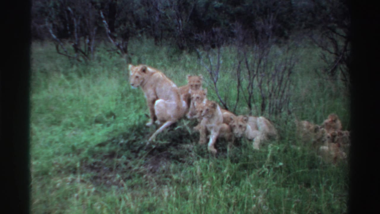 The lioness stays watchful in the grass while cubs gather and move close to her in the Nigeria 1969 safari footage.
