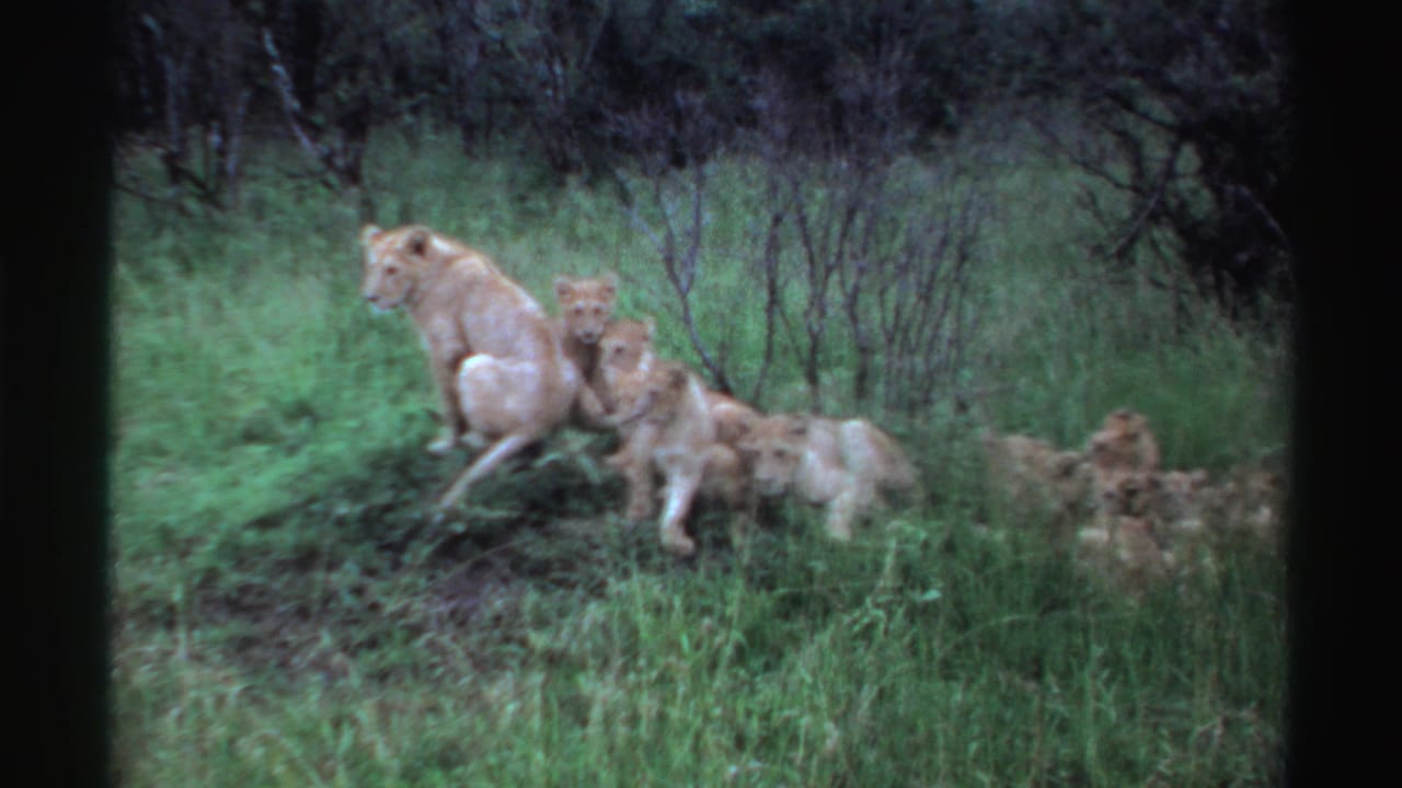 A soft 8mm frame shows the lioness with cubs grouped on a grassy rise, with dark shrubs in the background.