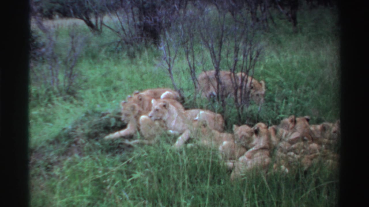Near the end of the clip, the lioness lies among tall grass as cubs rest and cluster around her on the slope.