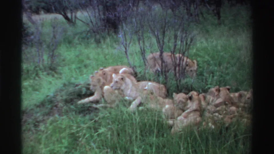 Near the end of the clip, the lioness lies among tall grass as cubs rest and cluster around her on the slope.