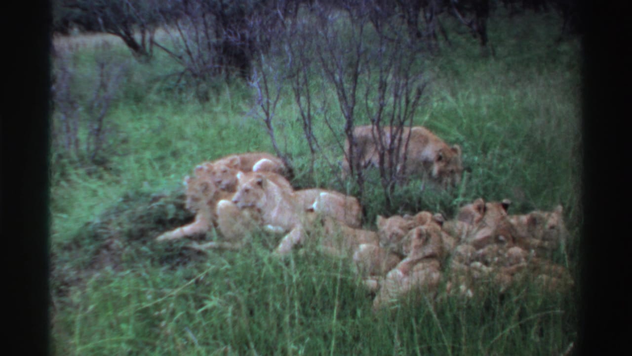 Lioness and cubs resting in tall green grass near sparse shrubs.