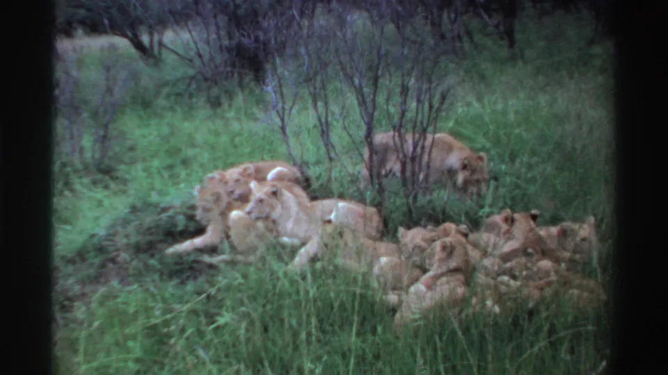 1969 Nigeria 8mm frame showing a lioness and several cubs resting together in tall green grass.