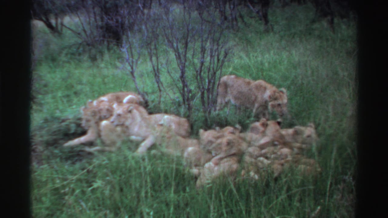 1969 Nigeria 8mm frame with cubs clustered in grass and an adult lioness standing near shrubs.