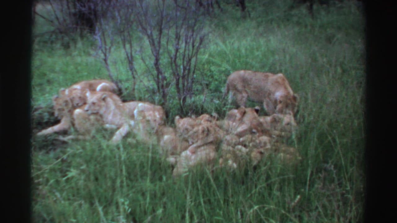 1969 Nigeria 8mm frame showing resting lions in tall grass with a standing lioness behind the group.