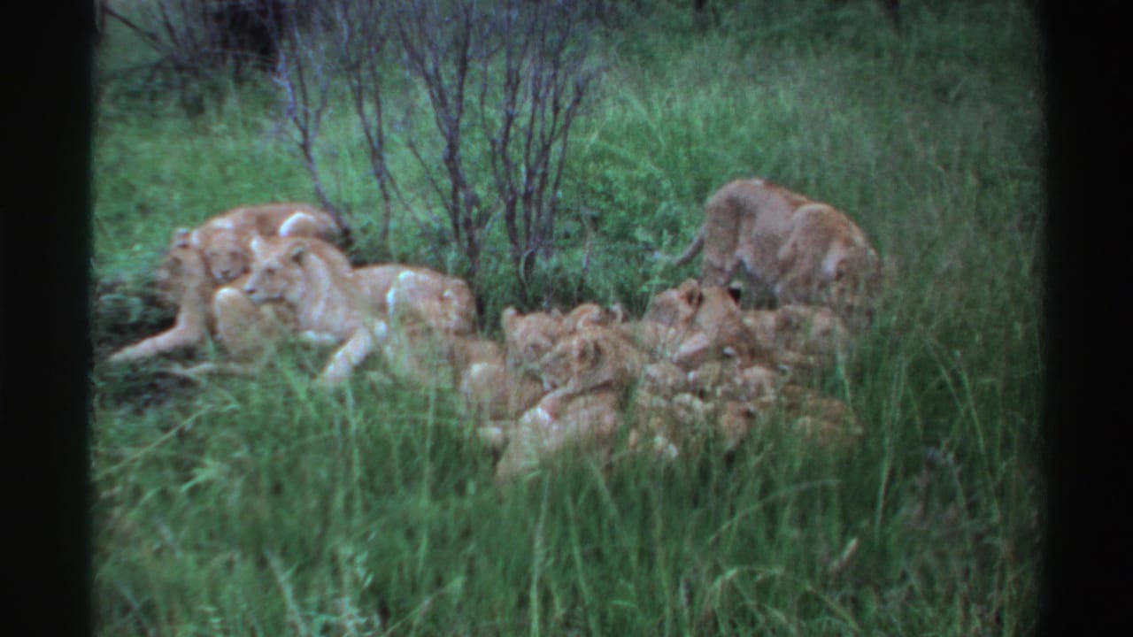 1969 Nigeria 8mm frame of a lion pride resting in green grass while an adult lioness bends near the group.