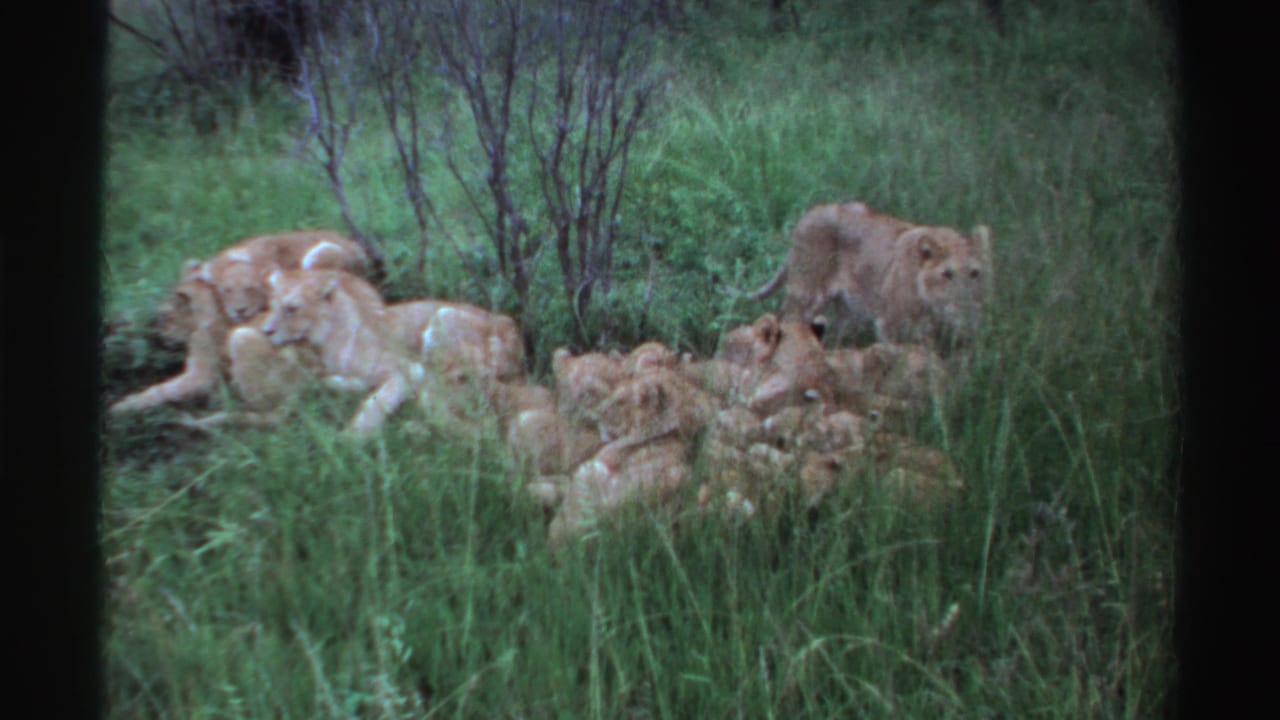 Lionesses and cubs resting in tall green grass with shrubs behind them.
