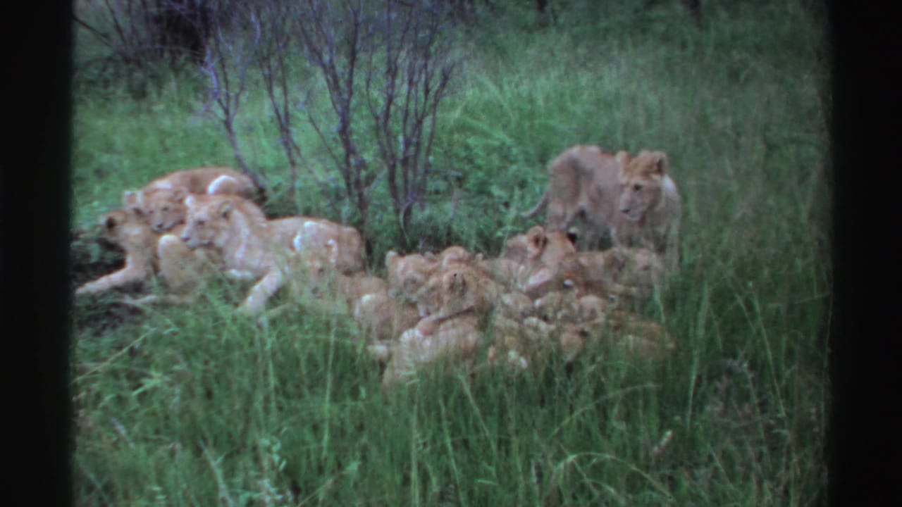 1969 Nigeria 8mm frame of lionesses and cubs gathered in dense grass, with a young lioness standing alert on the right side.