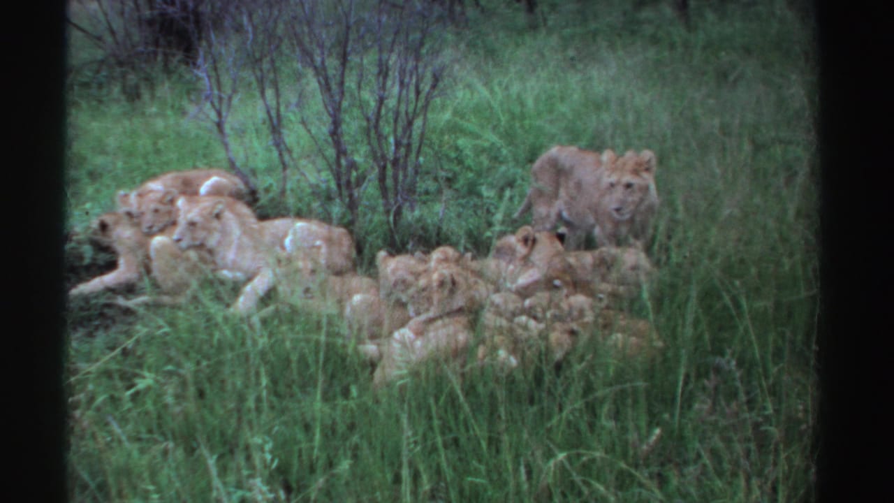 1969 Nigeria 8mm frame showing several lionesses and cubs resting low in tall vegetation while a young lioness stands behind them.