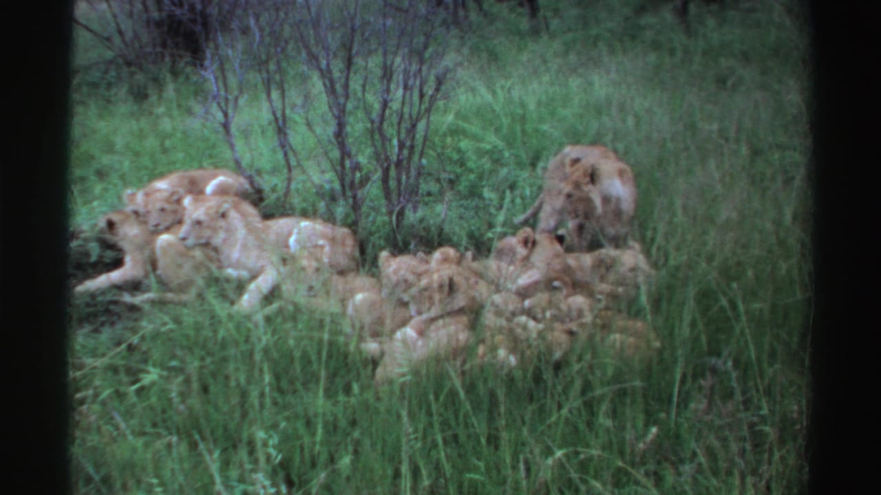 1969 Nigeria 8mm frame with lionesses and cubs lying in tall green grass while a lioness at right turns near the edge of the pride.