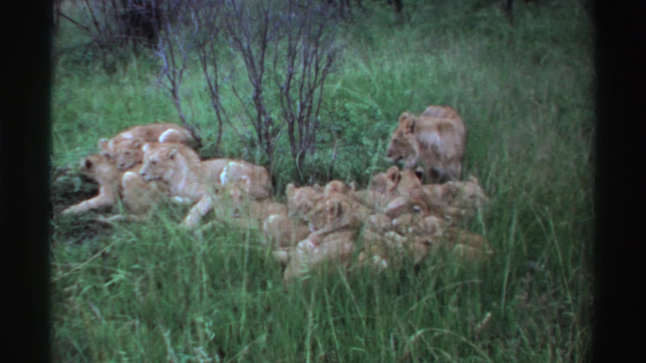 Lion cubs and adult lions resting in tall grass near shrubs.
