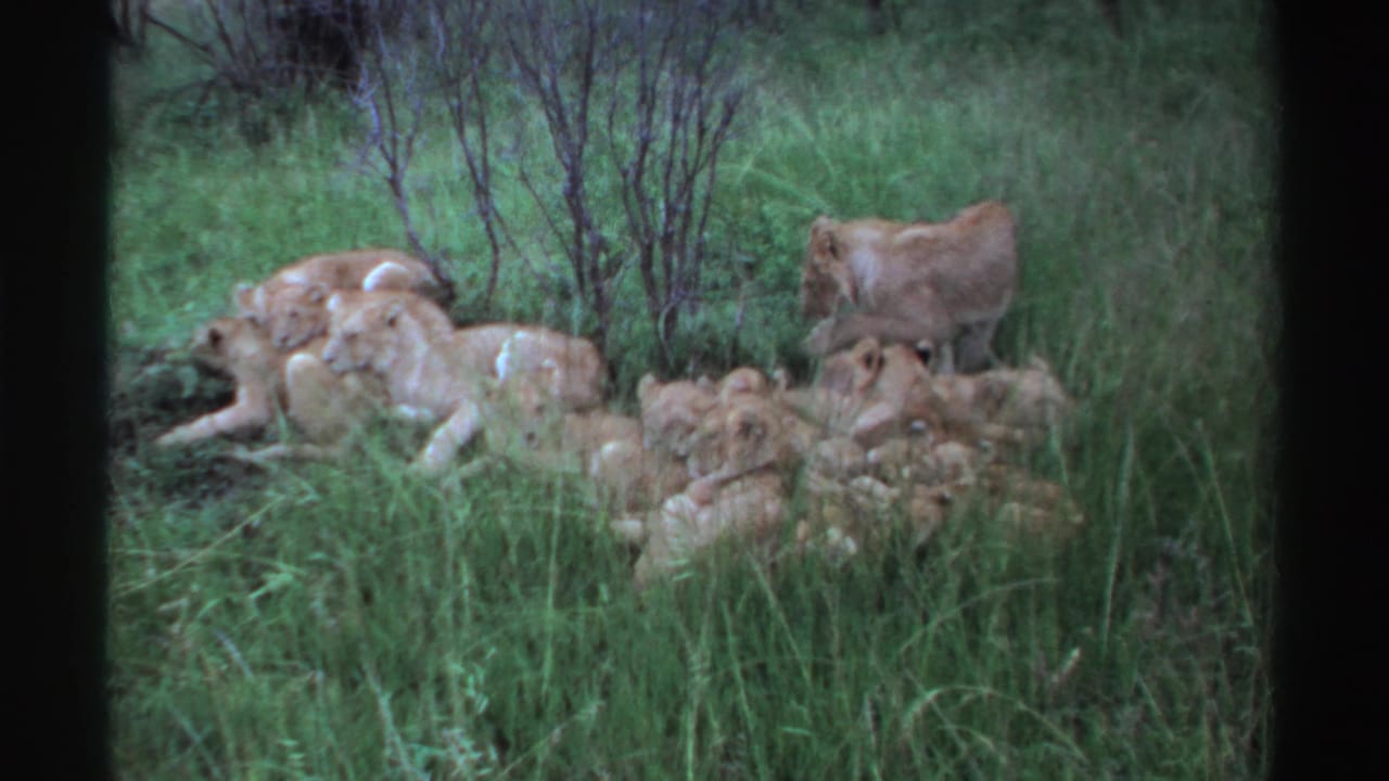 Lion pride resting together in grass with one lion standing nearby.