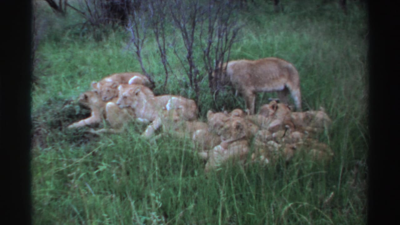 1969 Nigeria 8mm frame showing an adult lion standing behind a clustered pride in tall grass.