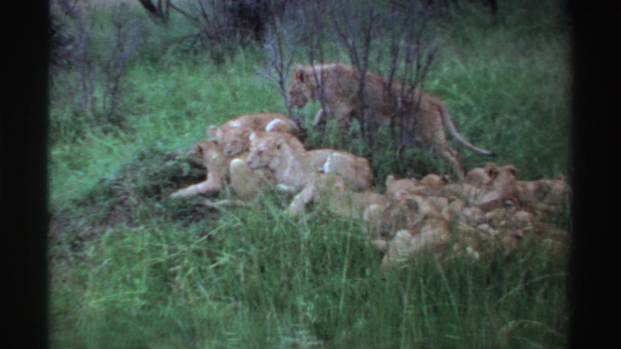 Lionesses and cubs resting in tall grass with one lioness standing nearby.