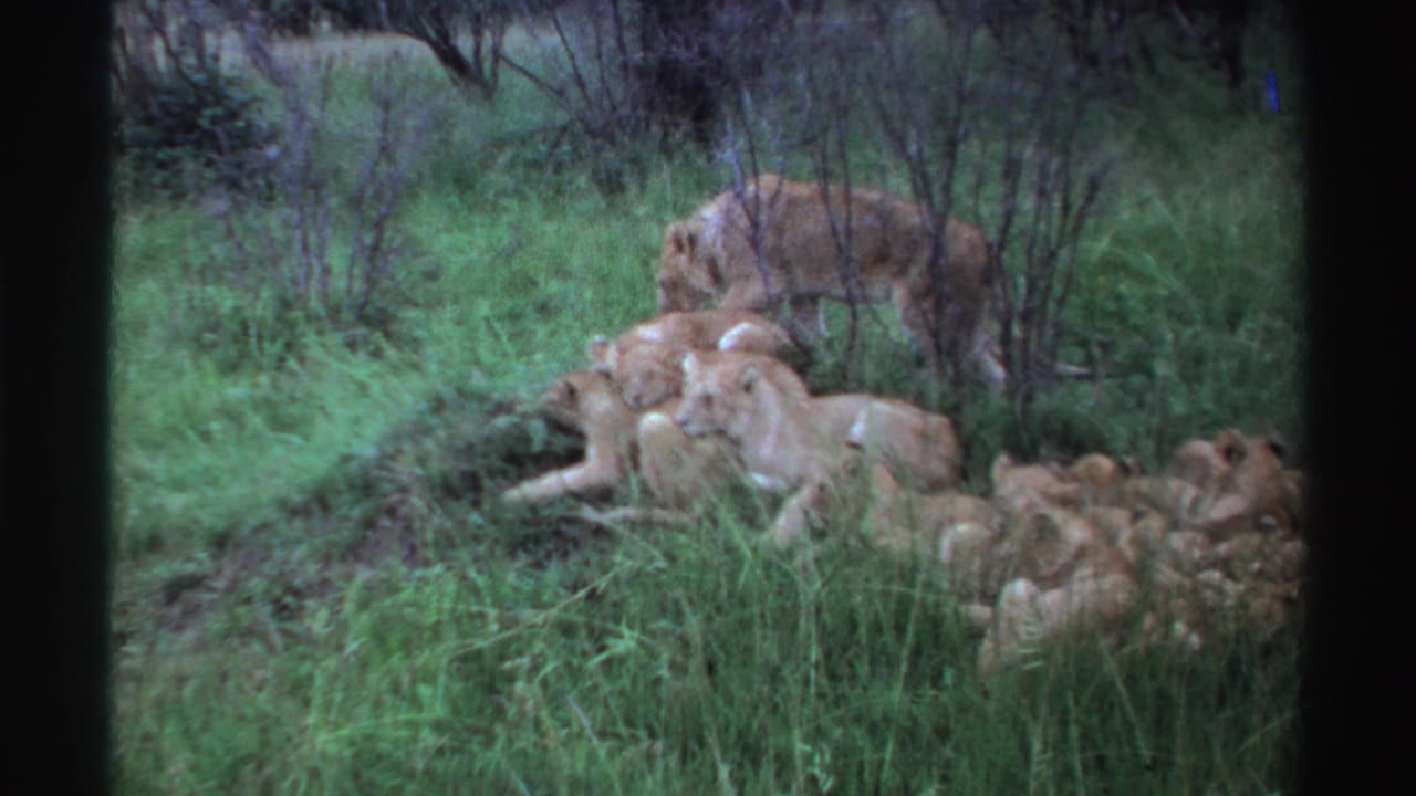 1969 Nigeria 8mm frame with a lioness standing behind a resting pride group, partly surrounded by grass and sparse shrubs.