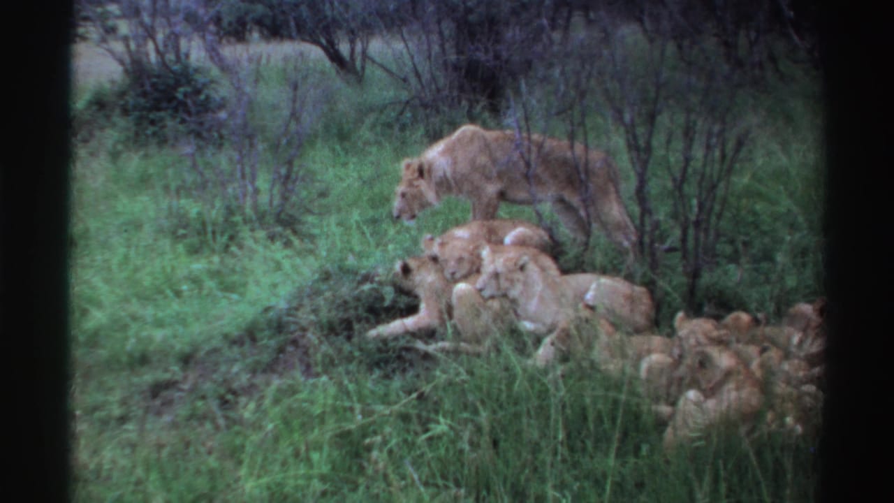 1969 Nigeria 8mm frame showing a lioness moving past a resting cluster of lionesses and cubs in a grassy savanna area.