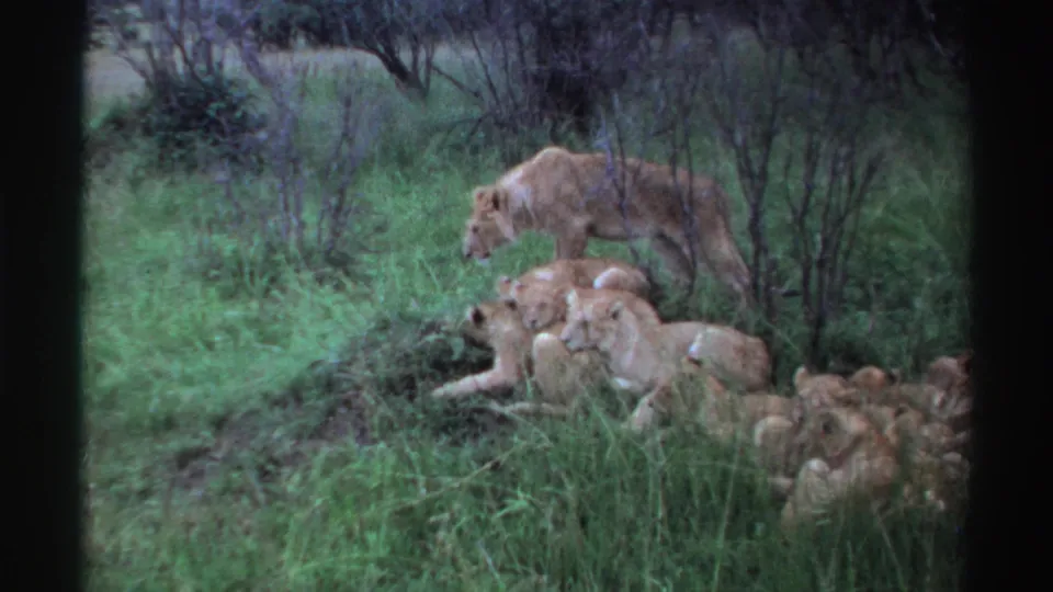 1969 Nigeria 8mm frame showing a lioness moving past a resting cluster of lionesses and cubs in a grassy savanna area.