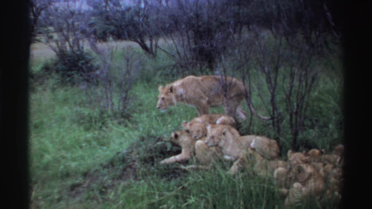 1969 Nigeria 8mm frame with a lioness standing close to resting lionesses and cubs, surrounded by grass and dark brush.
