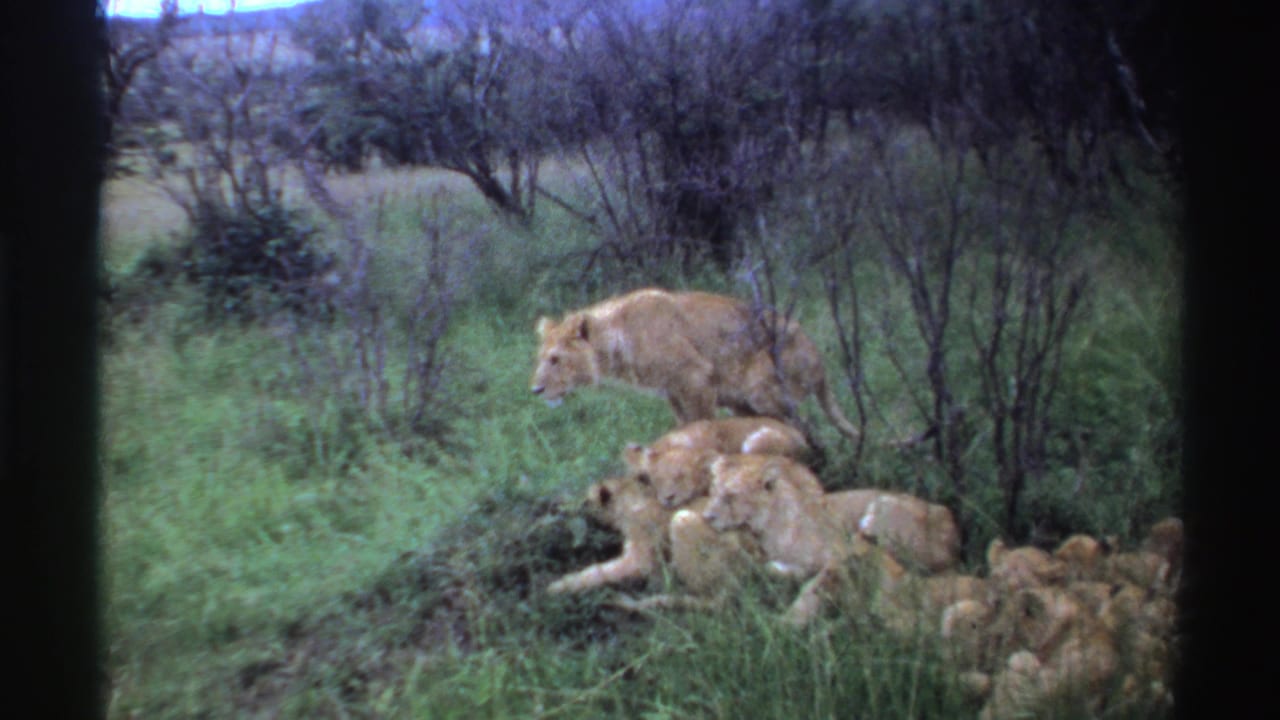 Lioness standing near resting cubs in tall grass and shrubs.