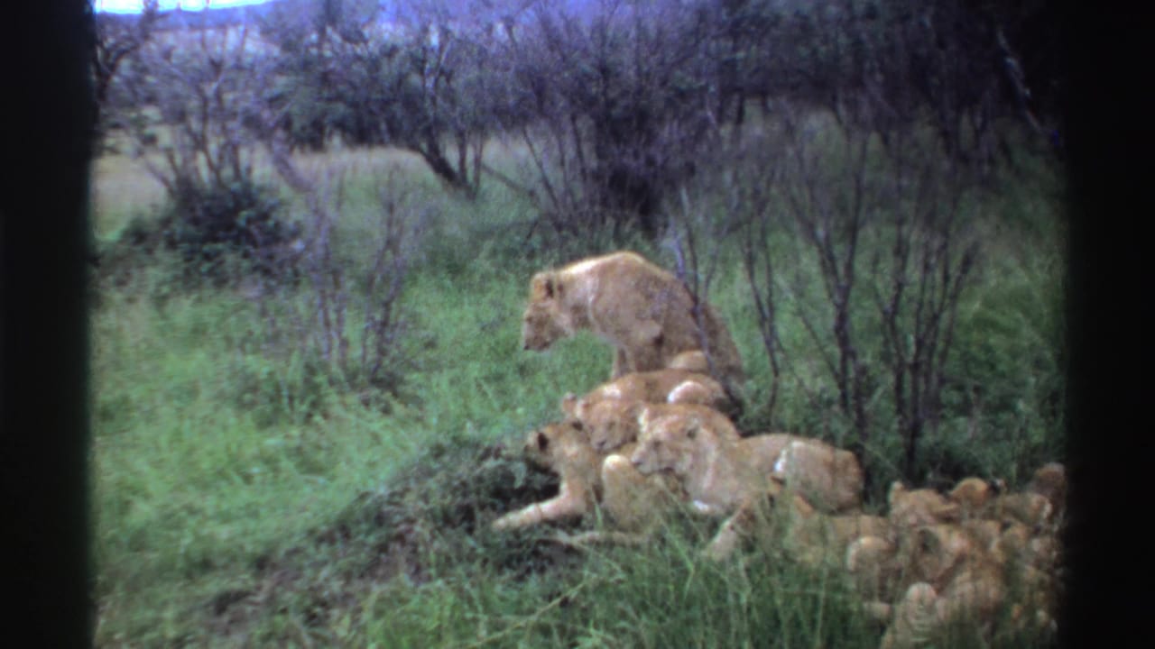 The lioness remains beside a cluster of cubs in grassy Nigerian savanna, framed by sparse brush and 8mm film borders.